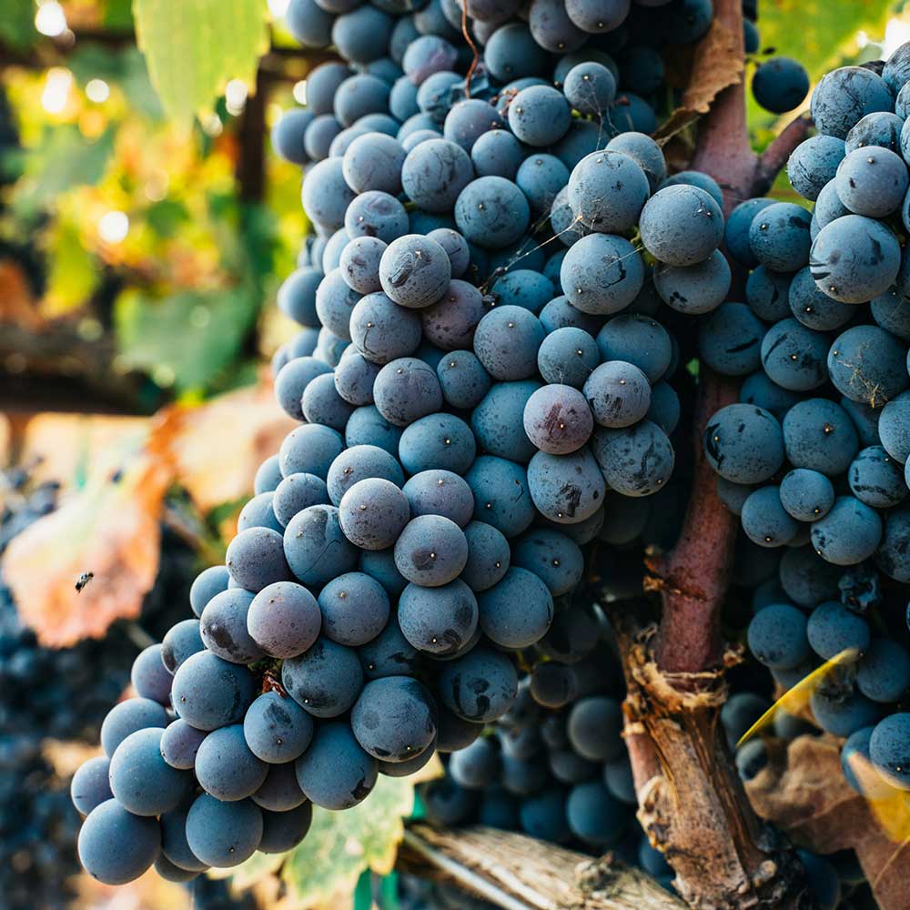 Mas de la Séranne - Languedoc - Les Cépages - Mobile