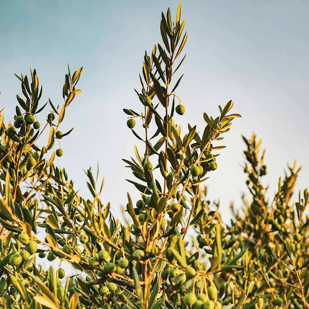 Mas de la Séranne - Aniane - Olives - Mobile